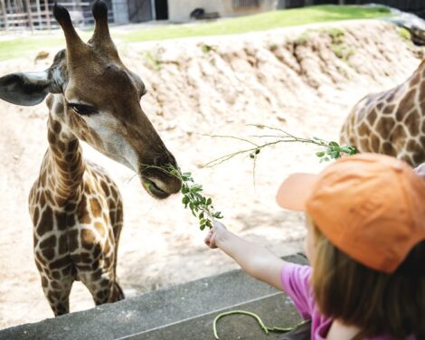Bilingual Nurseries in Dubai